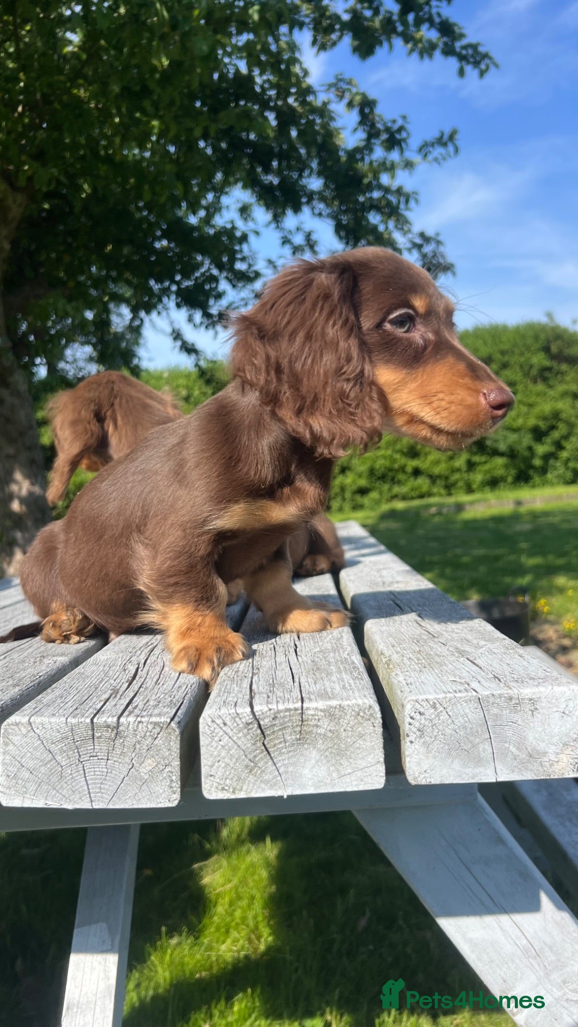 Miniature Dachshund dogs Reduced Price - Beautiful Longhair Boys Available - Advert 15