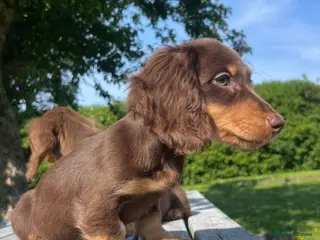 Miniature Dachshund dogs Reduced Price - KC reg. Longhaired Boys Available - Advert 6
