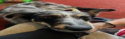 Mixed Breed dogs for sale: Nellie  in Wells - Advert 8
