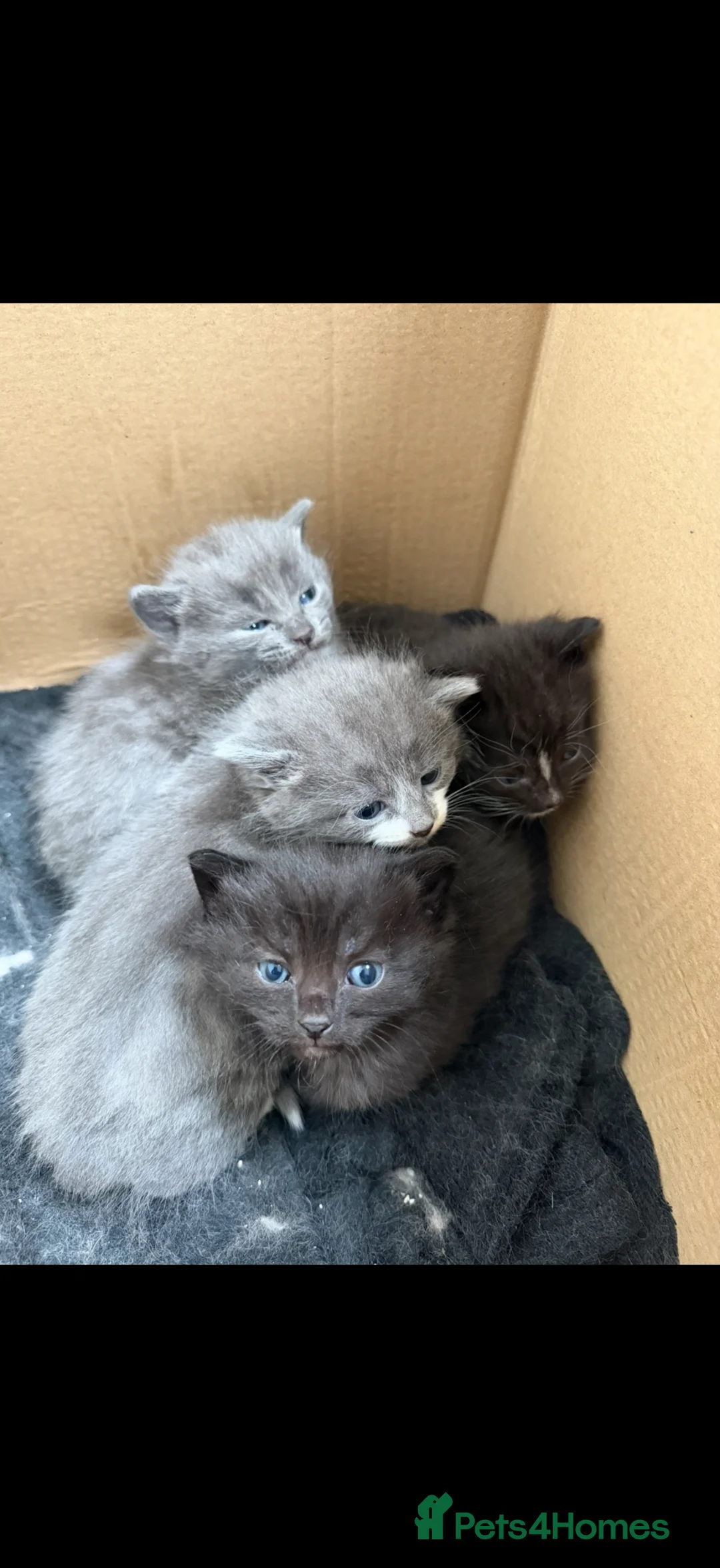 Mixed Breed cats for sale: Turkish Angora Mix Kittens  in London - Advert 1