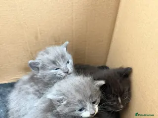 Mixed Breed cats Turkish Angora Mix Kittens - Advert 1