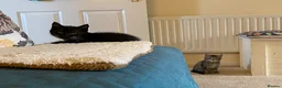 Mixed Breed cats for sale: Three Beautiful Kittens. READY TO GO!  - Advert 8