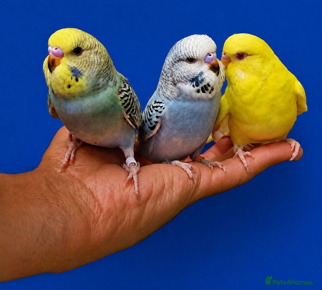Budgerigars birds Super silly hand tamed baby budgies  - Advert 5