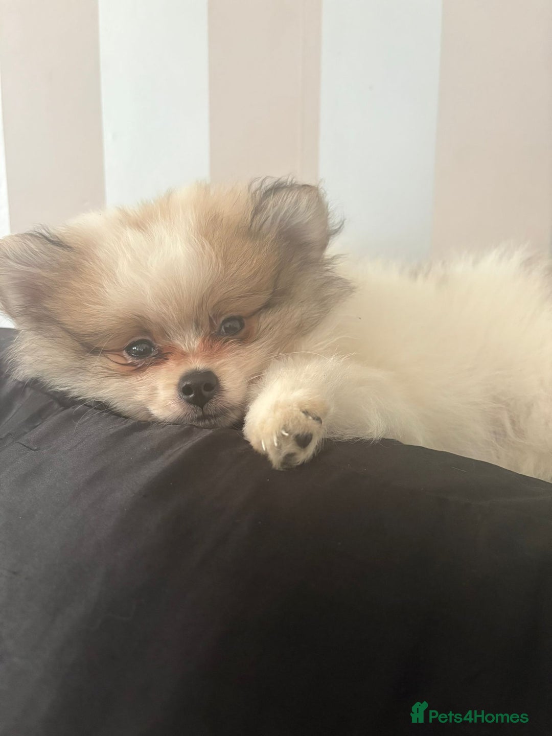 Pomeranian dogs for sale: Handsome Pomeranian Puppies ready - Image 11