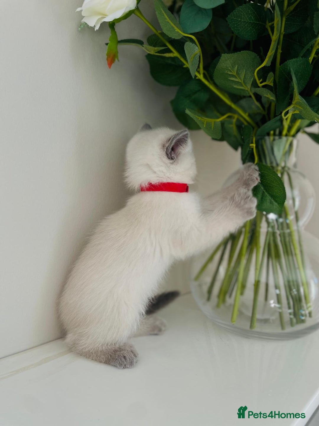 Scottish Fold cats for sale: Very Friendly Kittens, Pedigree Scottish Fold  - Advert 27