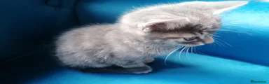 Mixed Breed Kitten 2