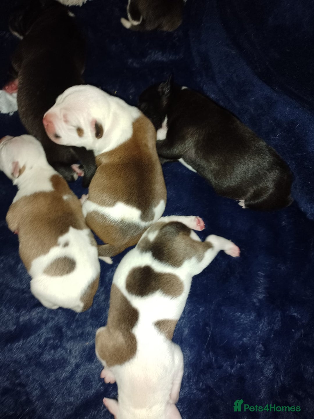 Staffordshire Bull Terrier dogs for stud: Amazing Staffordshire Bull Terrier for Stud   - Advert 20