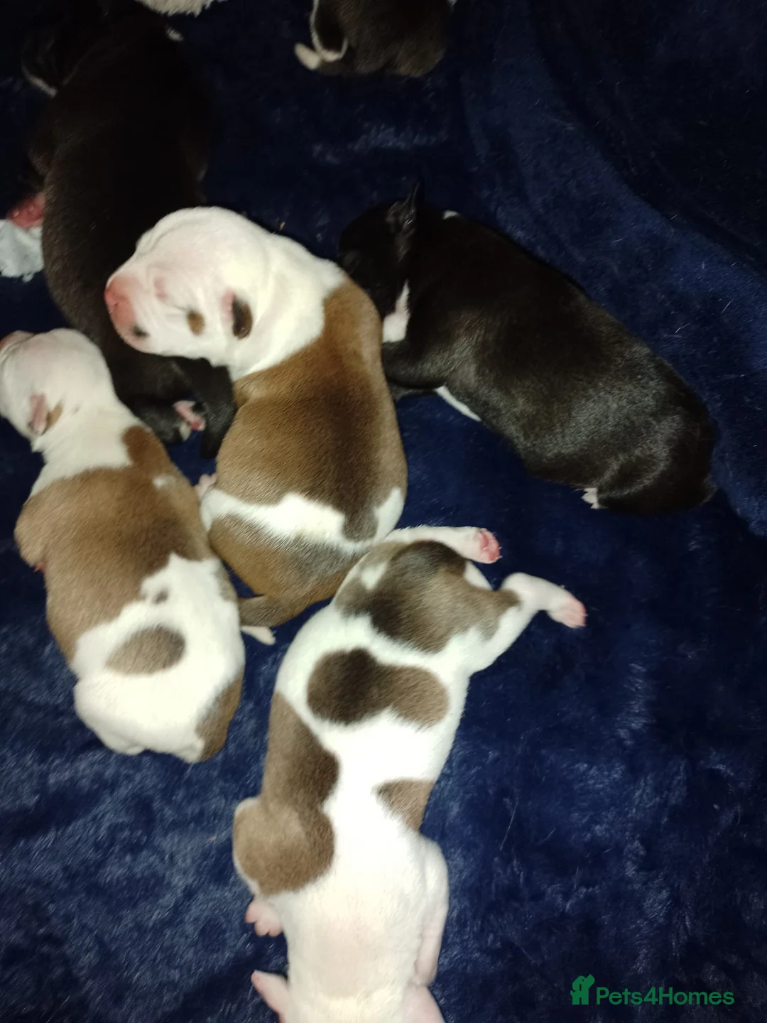 Staffordshire Bull Terrier dogs for stud: Amazing Staffordshire Bull Terrier for Stud   - Advert 20