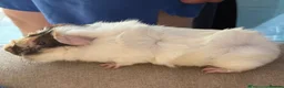 Guinea Pig rodents for sale: Brown blonde and white male guinea pig  - Advert 3