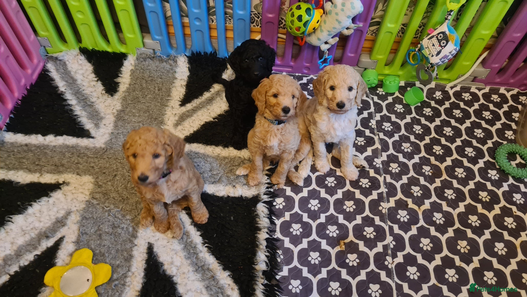 Standard Poodle dogs Beautiful standard poodle puppies - Advert 3