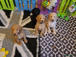 Standard Poodle dogs Beautiful standard poodle puppies - Advert 1