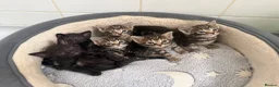 Mixed Breed cats for sale: Beautiful mixed kittens  - Advert 2