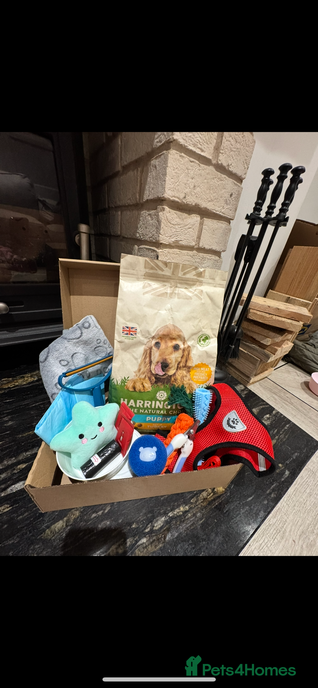 Cocker Spaniel dogs for sale: Showtype Cocker spaniel pups KC registered  - Advert 26