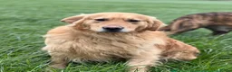 Golden Retriever dogs for sale: Chunky golden retriever puppies, kc registered in Poulton-le-Fylde - Advert 23