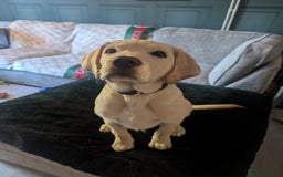 Labrador Retriever dogs for sale: Labrador puppy for sale - Image 4