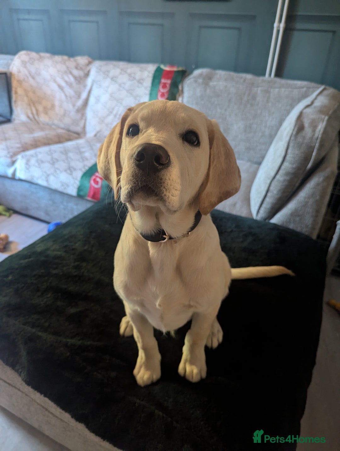 Labrador Retriever dogs for sale: Labrador puppy for sale - Image 4