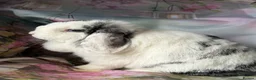 Mini Lop rabbits for sale: Pure bred show quality mini lops  - Advert 11
