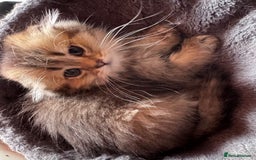 Scottish Fold cats for sale: Scottish fold kittens in hull - Image 11