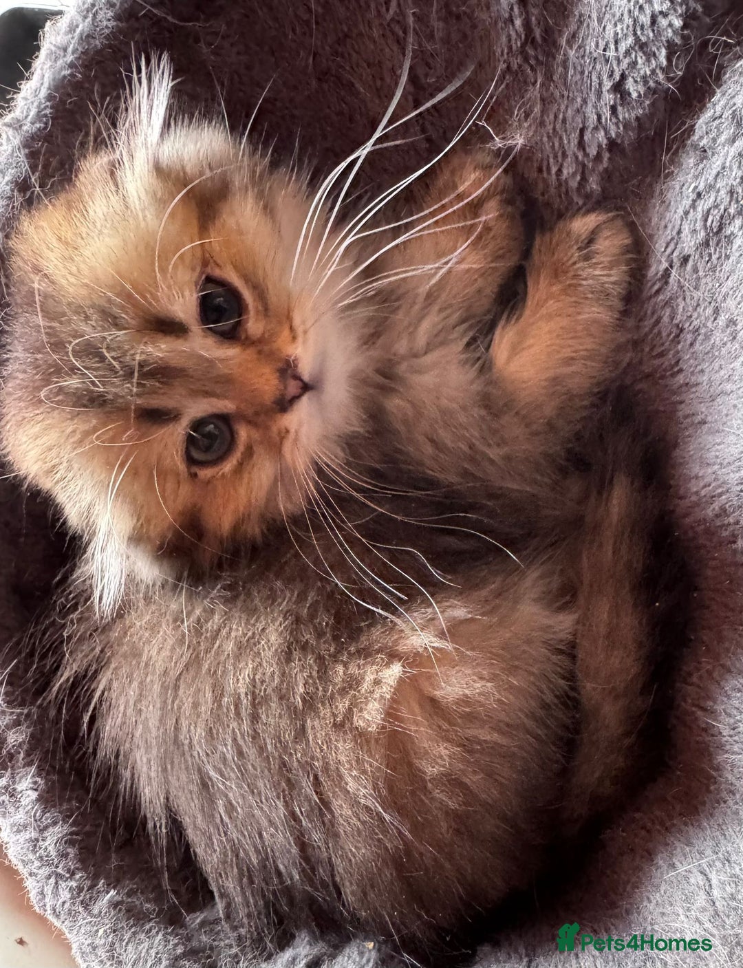 Scottish Fold cats for sale: Scottish fold kittens in hull - Image 11