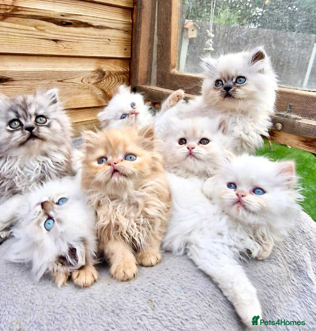 Persian cats for sale: BEAUTIFUL DOLL FACE FULL PERSIAN LONG HAIR KITTEN - Advert 5