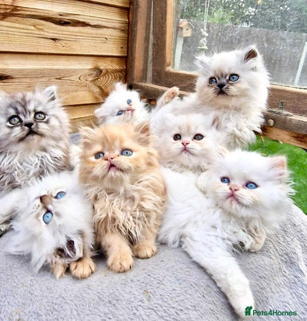 Persian cats - Advert 4