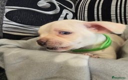 Mixed Breed dogs for sale: Puppy chugs 4 boys  - Image 14