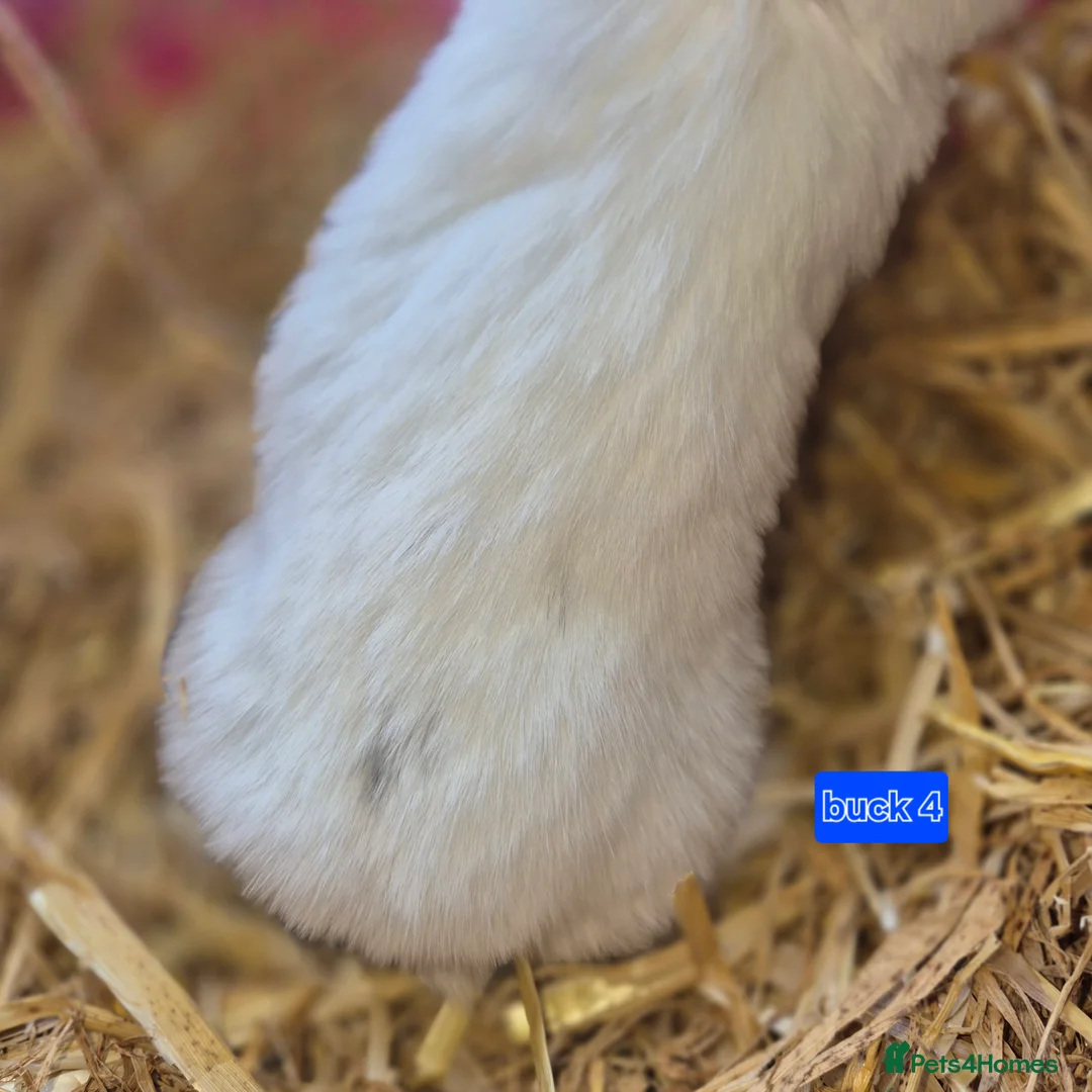 Mini Lop rabbits for sale: Gorgeous mini lop x Rhinelander kits ready April - Advert 4