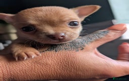 Chihuahua dogs for sale: Two chihuahua baby girls, black long haired!!!! - Image 9