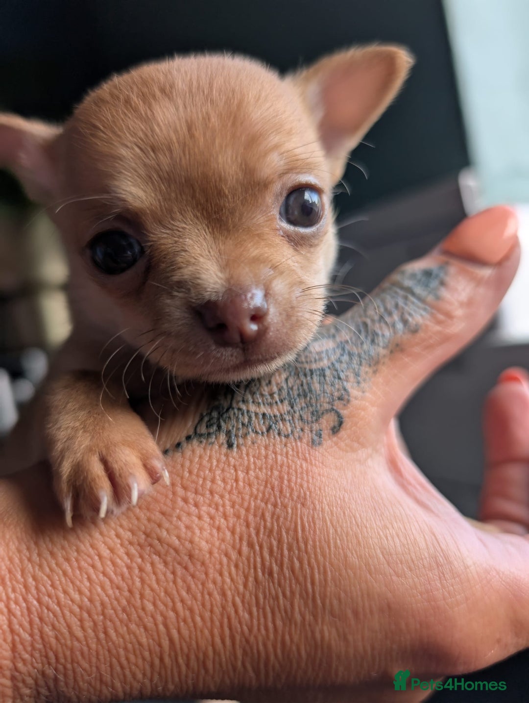 Chihuahua dogs for sale: Two chihuahua baby girls, black long haired!!!! - Image 9