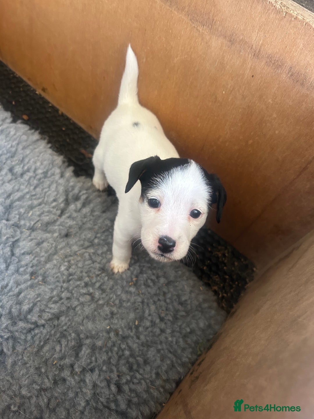 Mixed Breed dogs for sale: Gorgeous ParsonsXJack Russel puppies  - Image 9