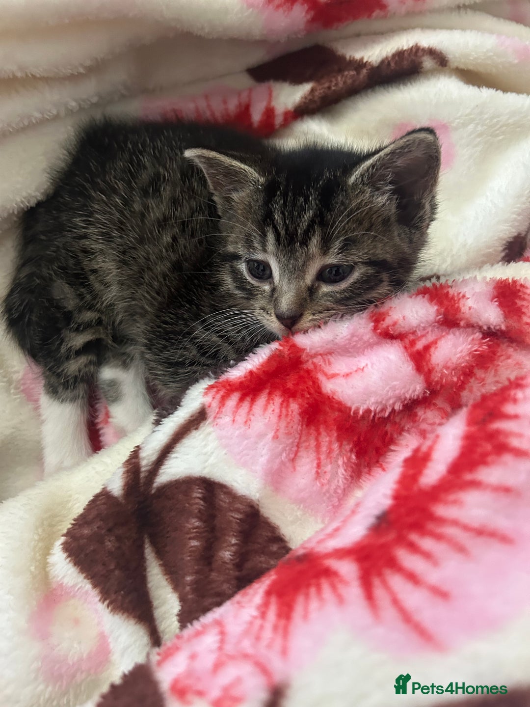 British Shorthair cats for sale: 4 tabby kittens for sale (2 boys 2 girls) - Advert 6