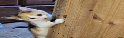Mixed Breed cats for sale: Kittens for sale  - Advert 1