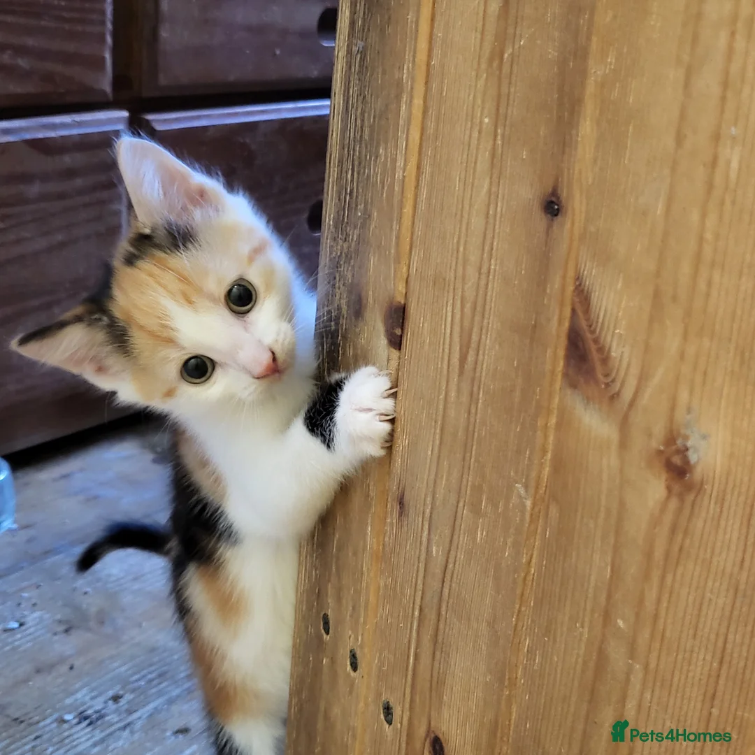 Mixed Breed cats for sale: Kittens for sale  - Advert 1