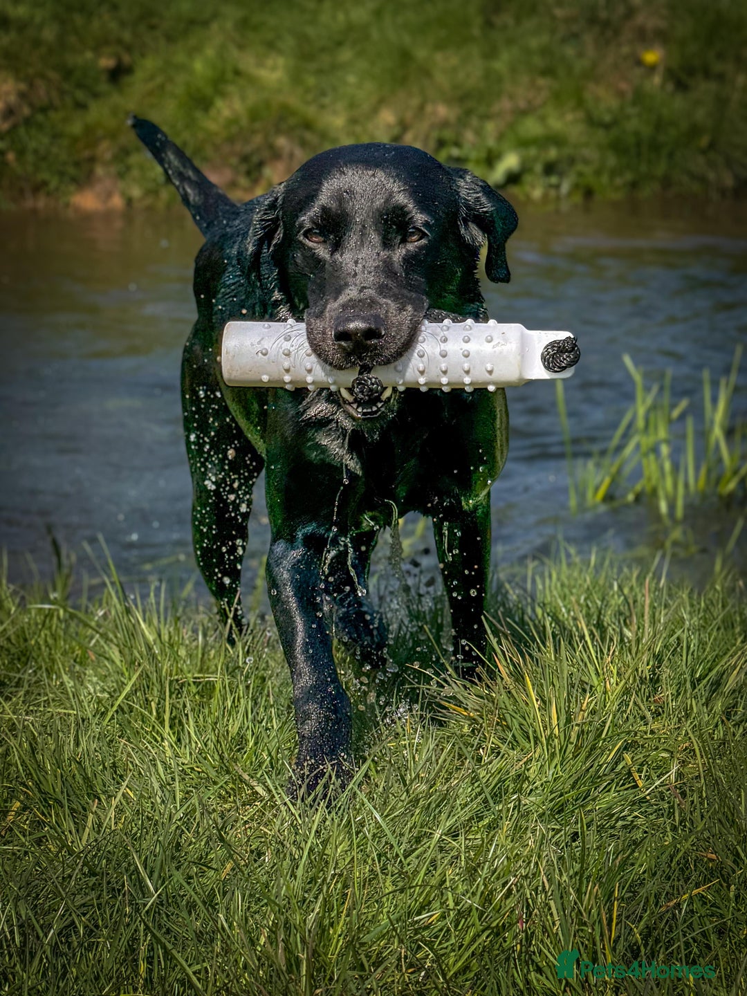 Labrador Retriever dogs for stud: Proven Gorgeous Black Lab in Mansfield - Advert 3