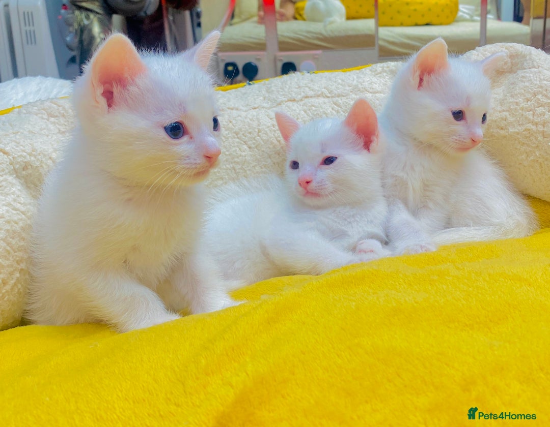 Ragdoll cats for sale: l Ragdol Kiten - Image 5