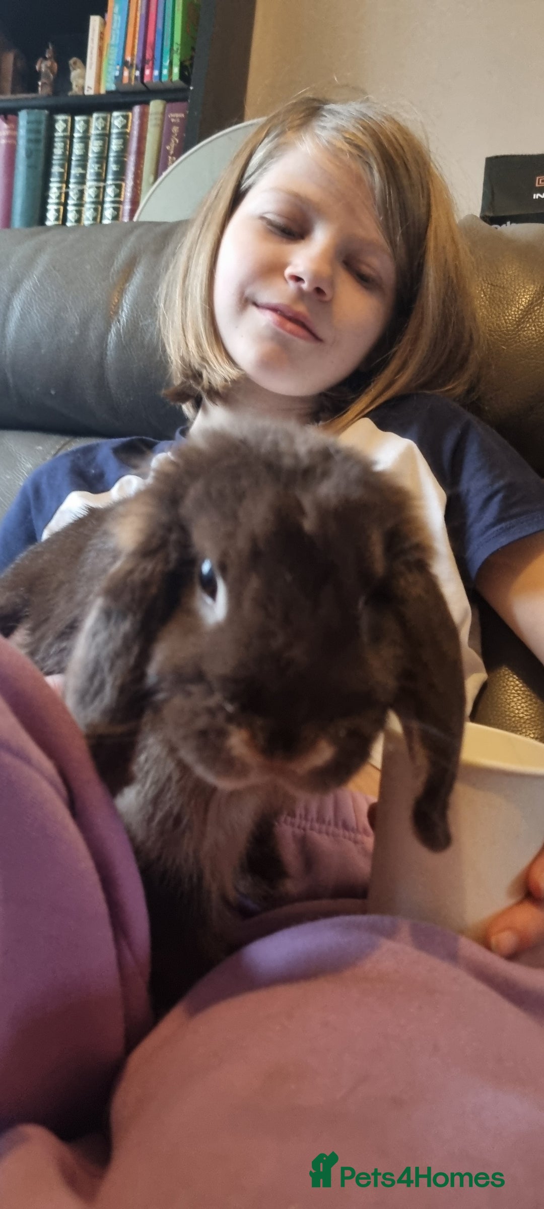 Dwarf Lop rabbits for sale: Drawf lop girls mum and daughter  - Advert 3