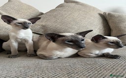 Siamese cats for sale: Stunning New Style Kittens GCCF - Image 10