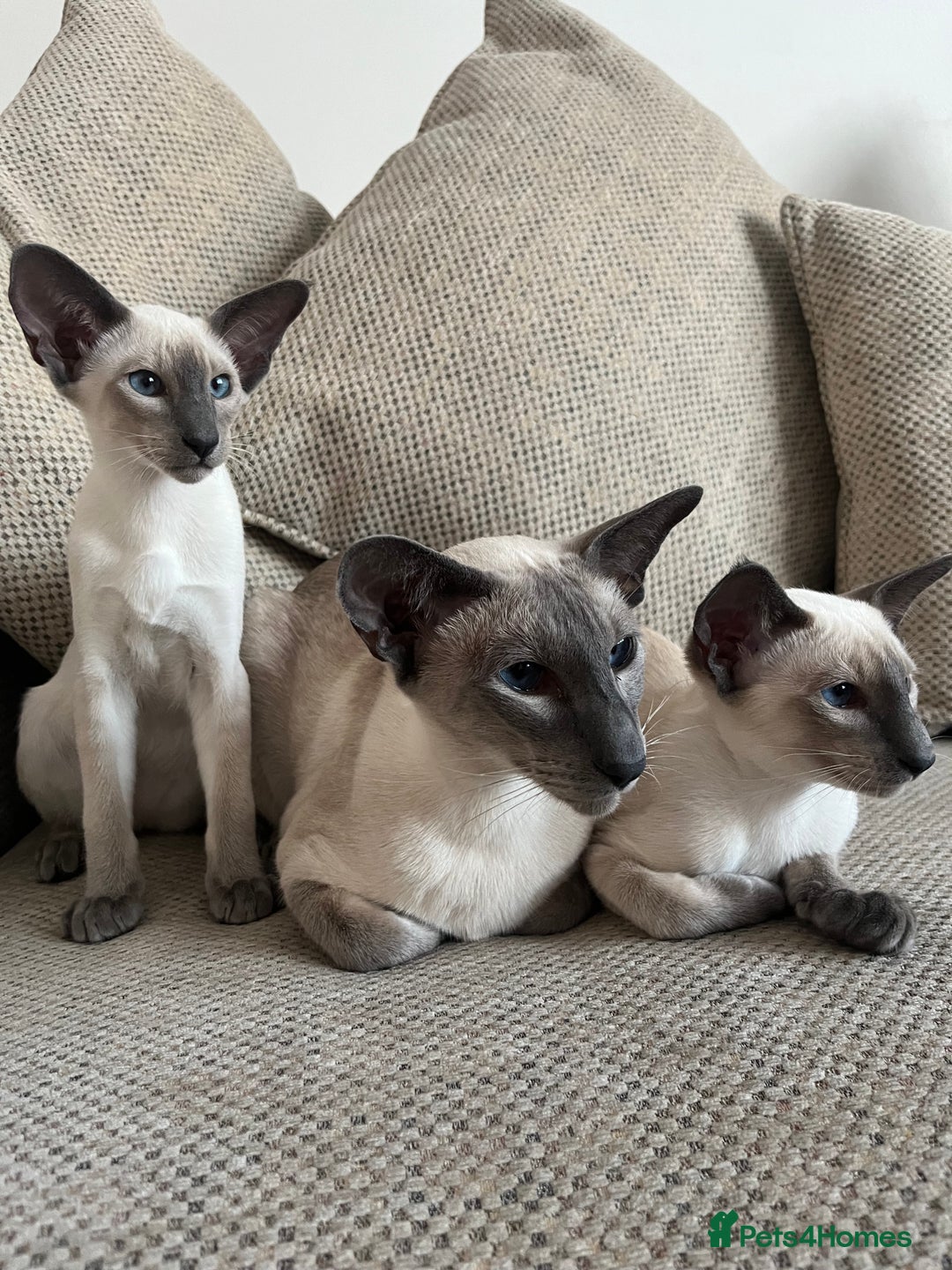 Siamese cats for sale: Stunning New Style Kittens GCCF - Image 10
