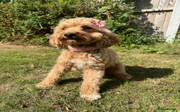 Cavapoochon dogs for sale: Cavapoochon for Re-homing 🐾💕 - Advert 4