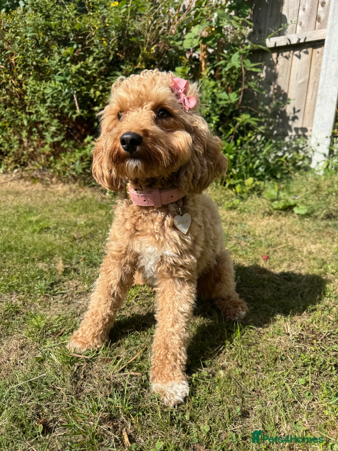 Cavapoochon dogs for sale: Cavapoochon for Re-homing 🐾💕 - Advert 4
