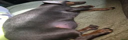 Miniature Dachshund dogs for sale: CONFIRMED PREGNANCY  in Newcastle upon Tyne - Advert 4