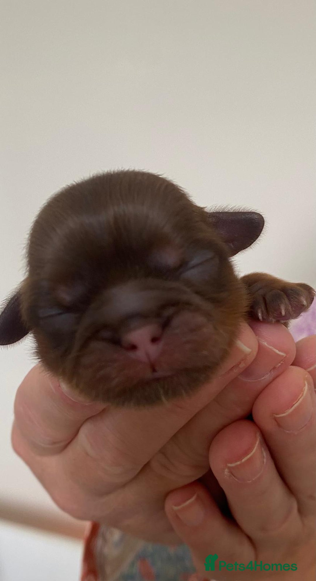 Shih Tzu dogs for sale: ✨️Exceptional Imperial Litter✨️ - Image 11