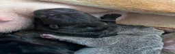Shar Pei dogs for sale: Stunning shar pei puppies - Advert 15