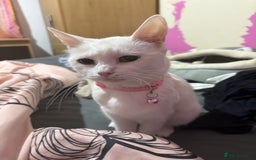 Turkish Van cats for sale: Two white kittens turkish Van - Image 4