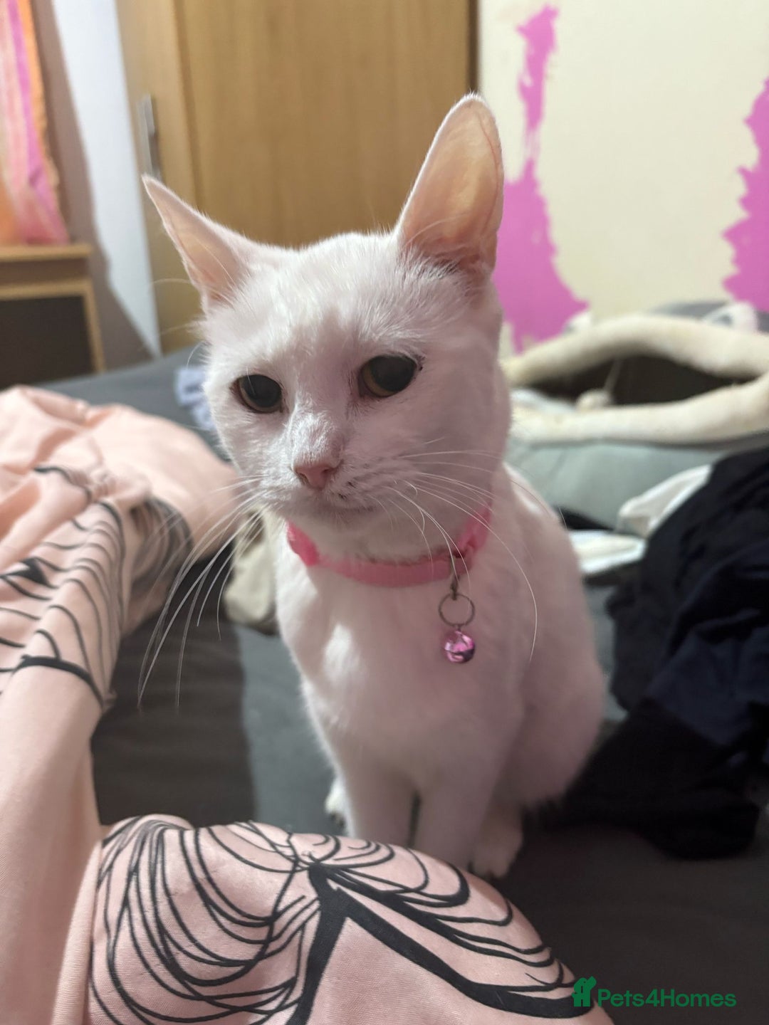 Turkish Van cats for sale: Two white kittens turkish Van - Image 4