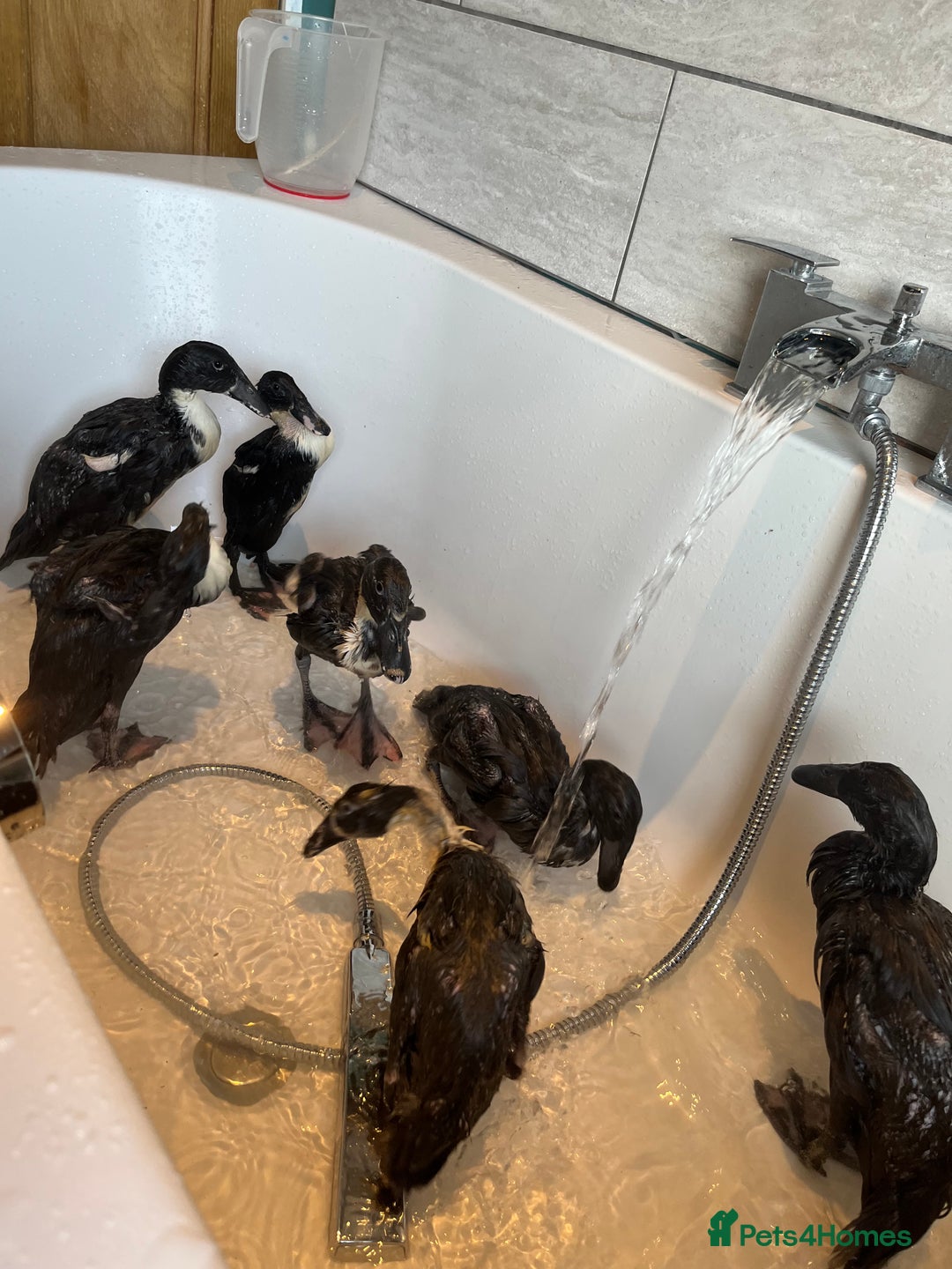 Ducks poultry for sale: Indian runner ducklings - Advert 5