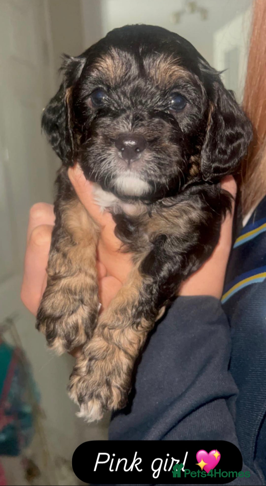 Cavapoo dogs for sale: Beautiful F1 cavapoos phantom 3 girls left 💜💖❤️ - Image 7