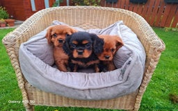 Cavalier King Charles Spaniel dogs for sale: Cavalier King Charles spaniel  - Image 4