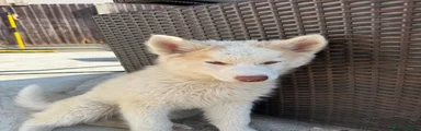 Siberian Husky Puppy 3