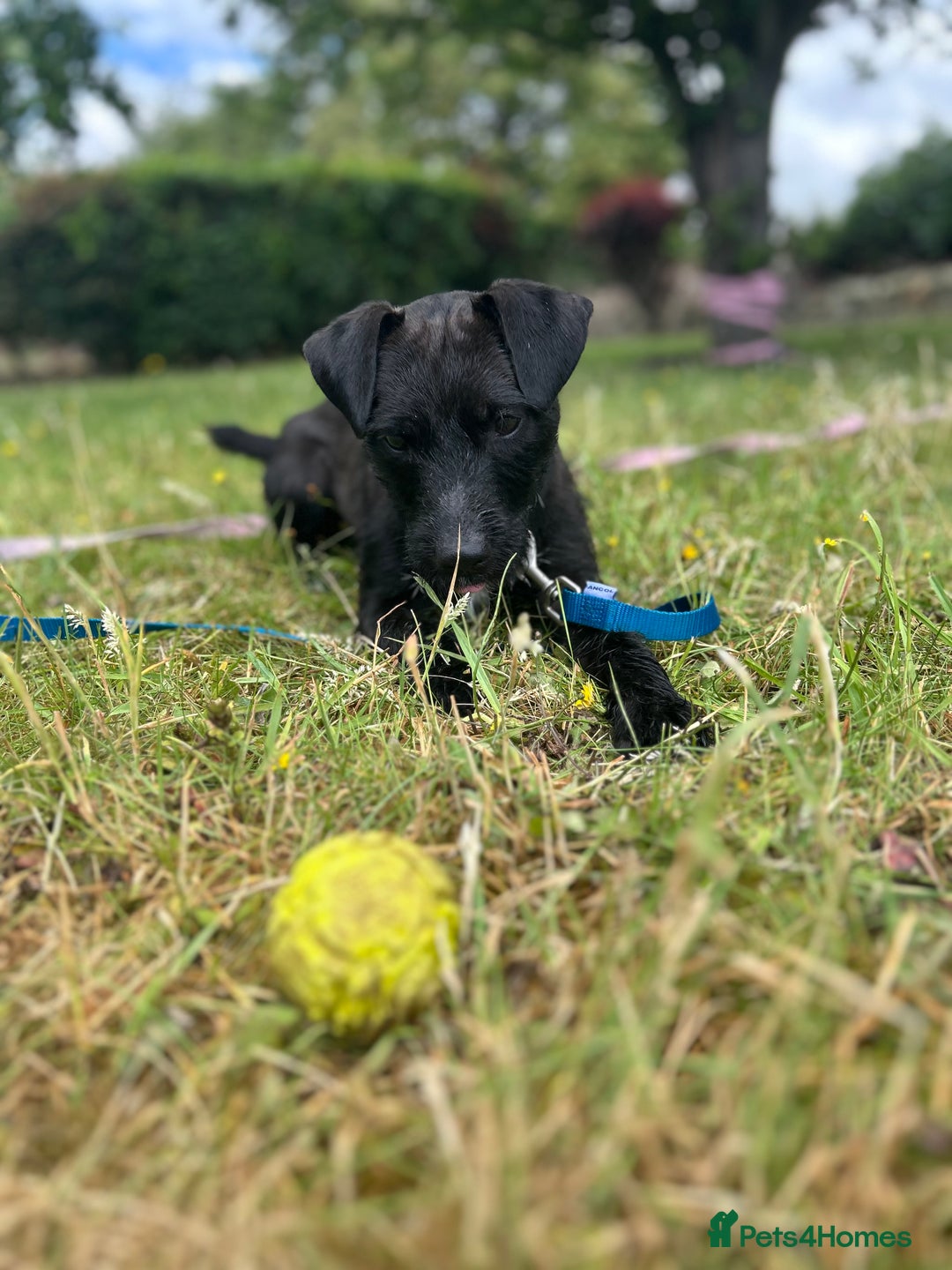 Patterdale Terrier dogs for stud: Black and white patttedale stud  - Image 3